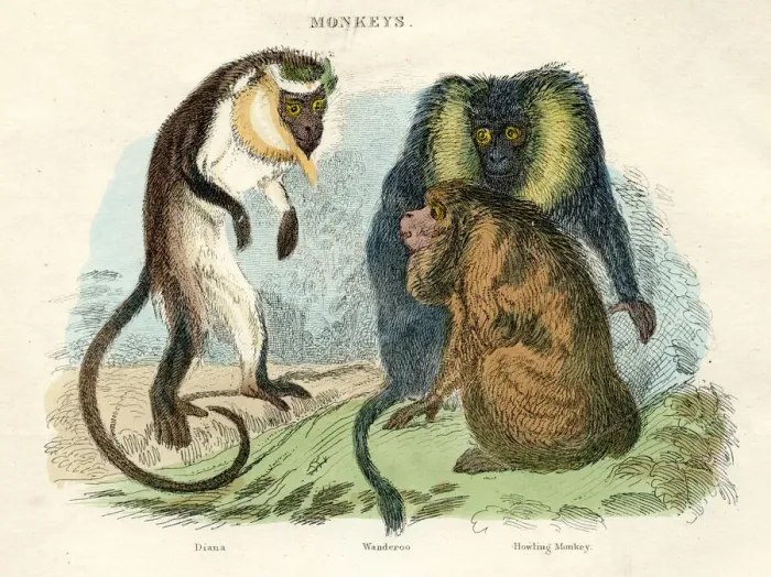 Framed Print : Howler, Ceropithecus monkeys engraving 1893 Framed Print : Howler, Ceropithecus monkeys engraving 1893