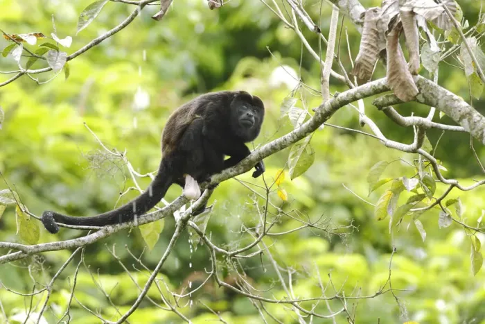 Framed Print : Howler monkey Framed Print : Howler monkey