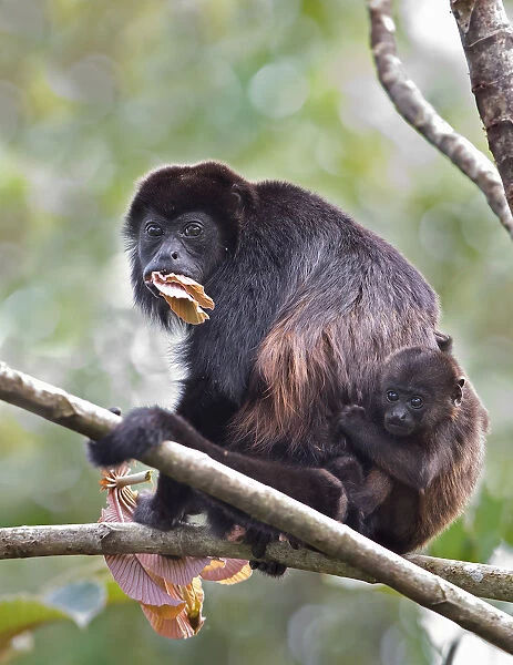 Howler monkey and baby - Costa Rica