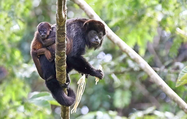 Howler Monkey with baby in Costa Rica