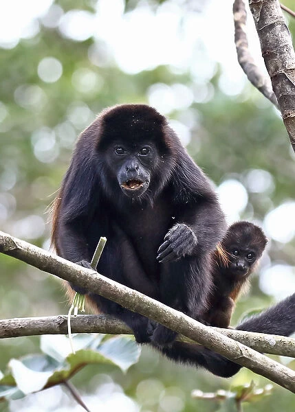 Howler Monkey with baby in Costa Rica