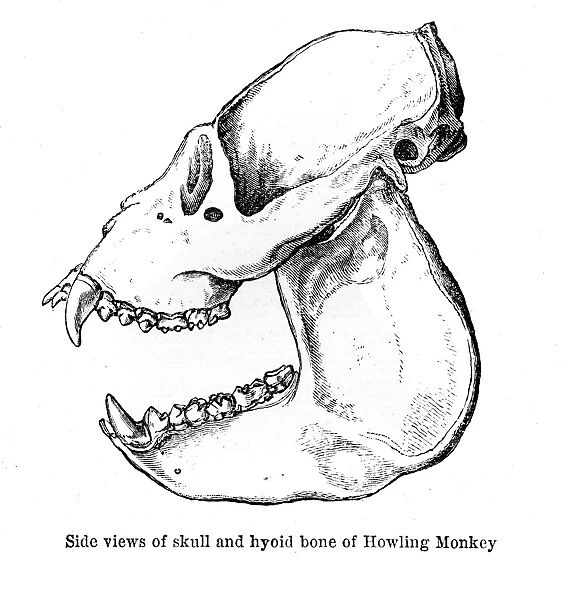 Howling monkey skull engraving 1878