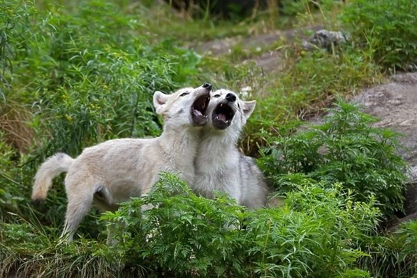 Howling wolf pups