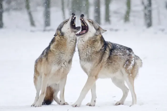Framed Print : Two howling wolves -Canis lupus- in the snow, Tierpark Sababurg, Hofgeismar, Hesse, Germany Framed Print : Two howling wolves -Canis lupus- in the snow, Tierpark Sababurg, Hofgeismar, Hesse, Germany
