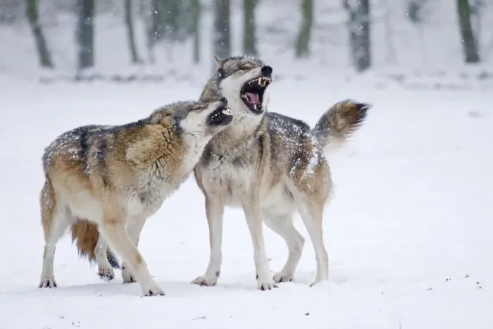 Framed Print : Howling Wolves -Canis lupus- in the snow, Hesse, Germany