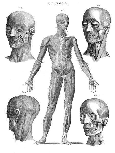 Huam muscles anatomy engraving 1878
