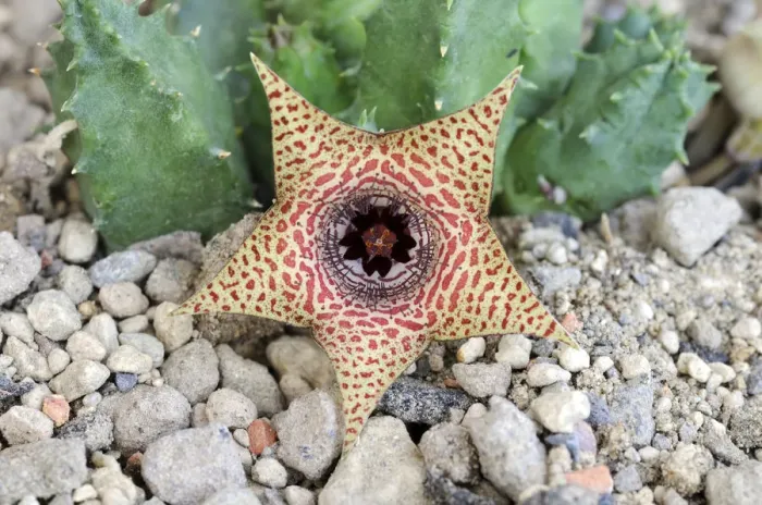 Framed Print : Huernia (Huernia piersii) ES3627 Framed Print : Huernia (Huernia piersii) ES3627