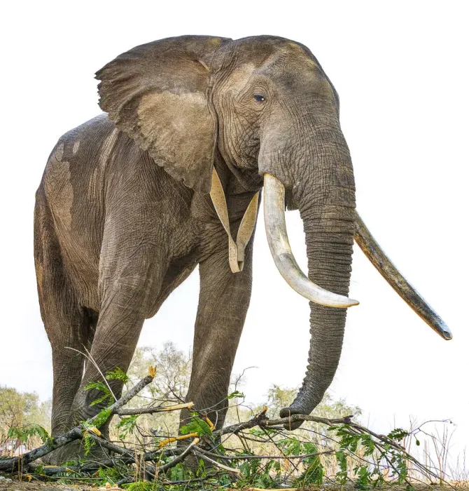 Framed Print : Huge African Elephant from Below at Mana Pools National Park, Zimbabwe