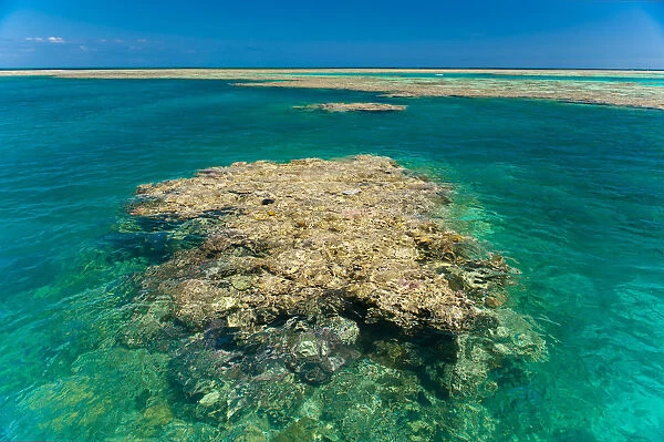 Huge coral, Great Barrier Reef, UNESCO World Heritage Site, Queensland, Australia