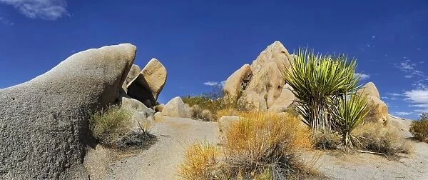Huge granite rocks of Split Rocks and green Mojave Yucca or Spanish Dagger -Yucca schidigera-, Joshua Tree National Park, Desert Center, California, USA