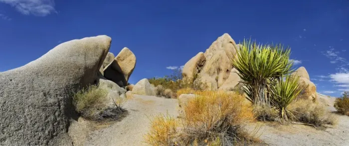 Framed Print : Huge granite rocks of Split Rocks and green Mojave Yucca or Spanish Dagger -Yucca schidigera-, Joshua Tree National Park, Desert Center, California, USA Framed Print : Huge granite rocks of Split Rocks and green Mojave Yucca or Spanish Dagger -Yucca schidigera-, Joshua Tree National Park, Desert Center, California, USA