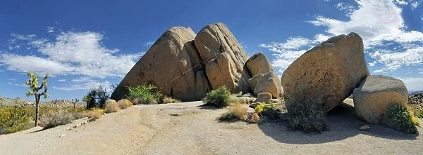 Huge granite rocks of Split Rocks with a Joshua Tree or Palm Tree Yucca -Yucca brevifolia-, Joshua Tree National Park, Desert Center, California, USA