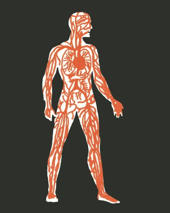 Framed Print : Human anatomy Framed Print : Human anatomy