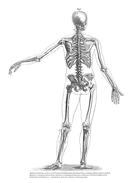 Human Anatomy Drawings