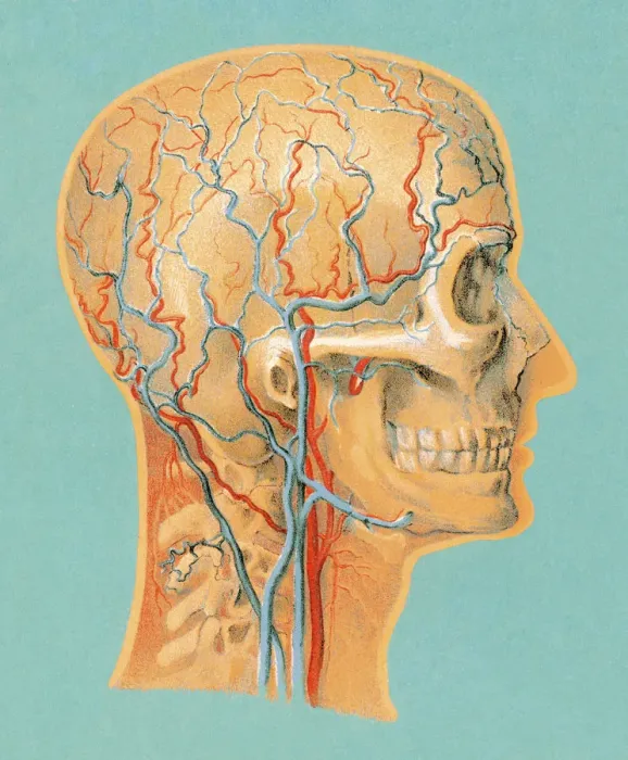 Framed Print : Human Anatomy Head Framed Print : Human Anatomy Head