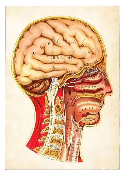Human Anatomy illustration 1891