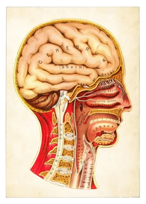 Framed Print : Human Anatomy illustration 1891 Framed Print : Human Anatomy illustration 1891
