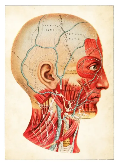Framed Print : Human Anatomy illustration 1891