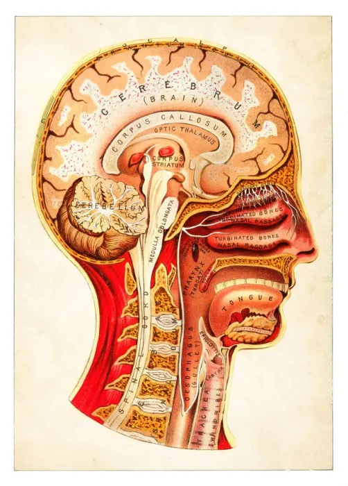Framed Print : Human Anatomy illustration 1891 Framed Print : Human Anatomy illustration 1891