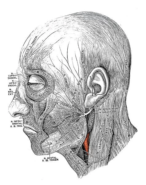 Human anatomy scientific illustrations: Facial nerve