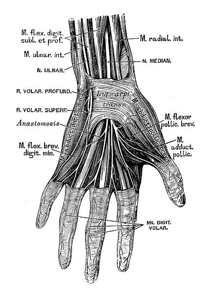 Human anatomy scientific illustrations: hand nerves