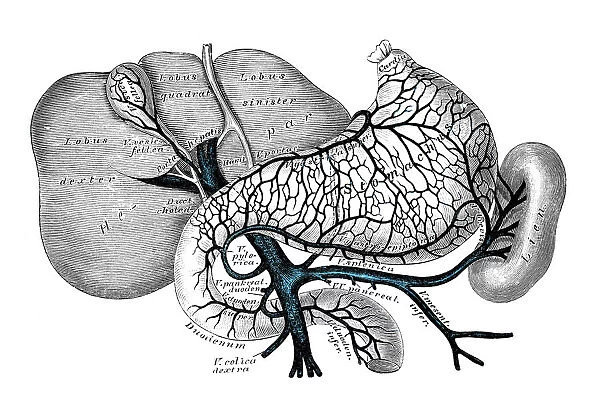 Human anatomy scientific illustrations: Portal venous system
