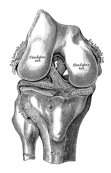 Human anatomy scientific illustrations: knee joint cruciate ligaments