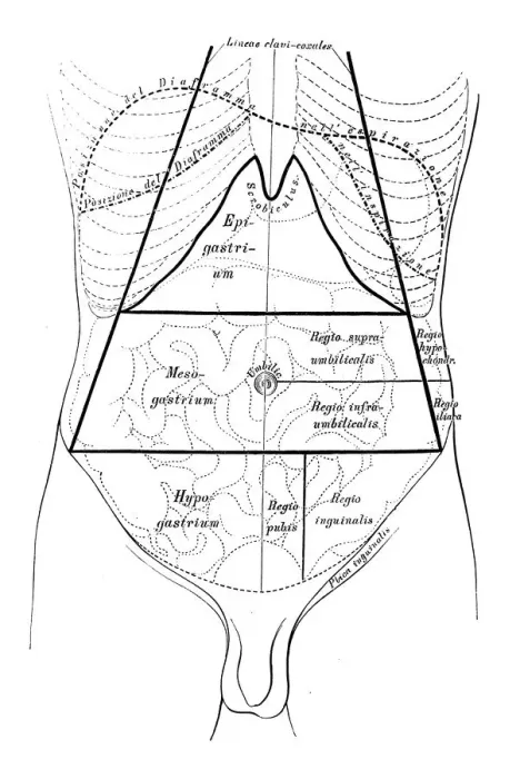 Framed Print : Human anatomy scientific illustrations: Abdomen map Framed Print : Human anatomy scientific illustrations: Abdomen map