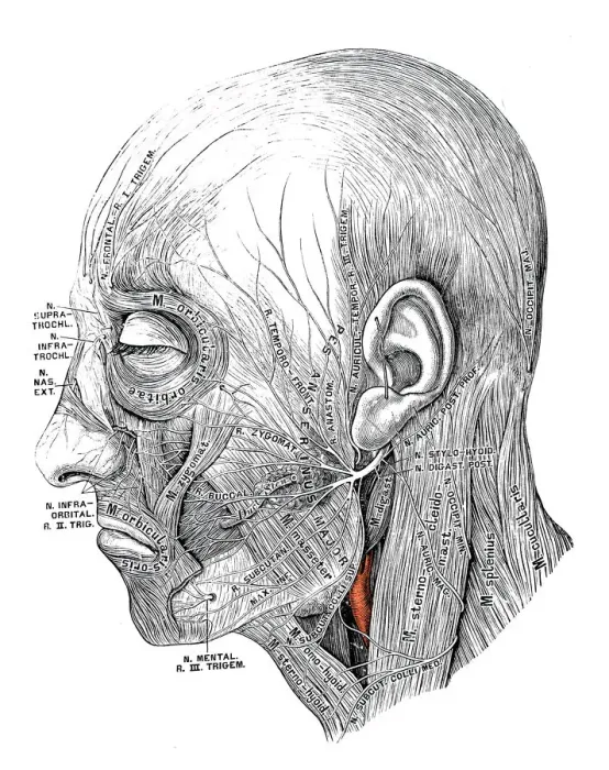 Framed Print : Human anatomy scientific illustrations: Facial nerve Framed Print : Human anatomy scientific illustrations: Facial nerve
