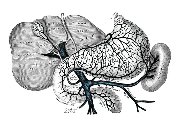 Framed Print : Human anatomy scientific illustrations: Portal venous system Framed Print : Human anatomy scientific illustrations: Portal venous system
