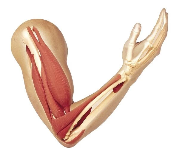 Human arm showing structure of muscles, triceps relaxed and stretched, bicep fully contracted to bend arm