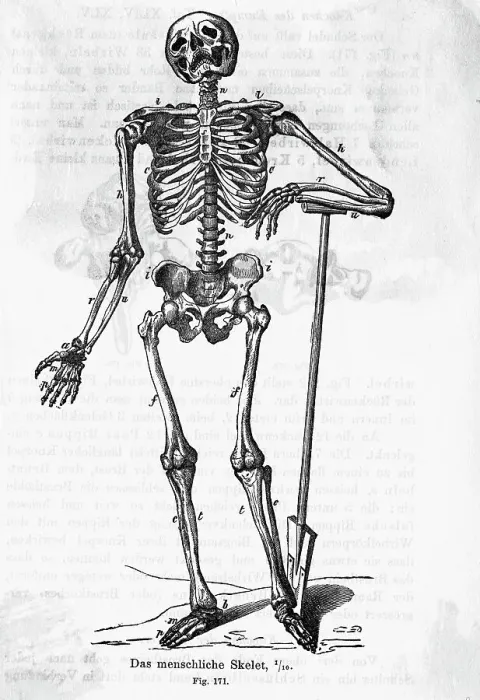 Framed Print : Human Body Skeleton