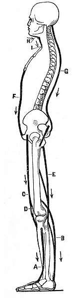 Human body spine engraving anatomy 1872