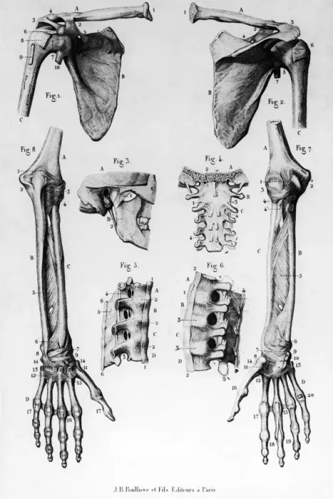 Framed Print : Human Bones Framed Print : Human Bones