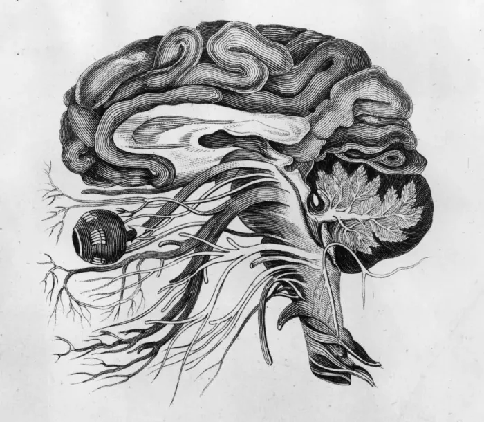 Framed Print : The Human Brain Framed Print : The Human Brain
