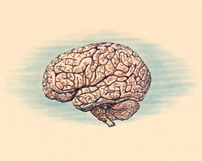 Framed Print : Human Brain Framed Print : Human Brain