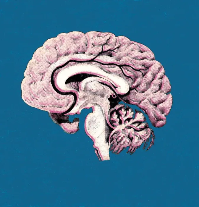 Framed Print : Human Brain