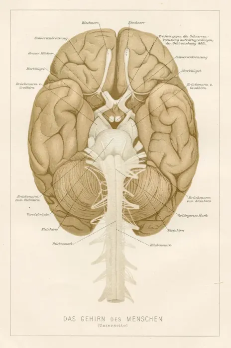 Framed Print : Human brain anatomy engraving 1857 Framed Print : Human brain anatomy engraving 1857
