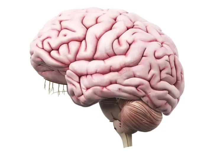 Framed Print : Human brain, artwork Framed Print : Human brain, artwork