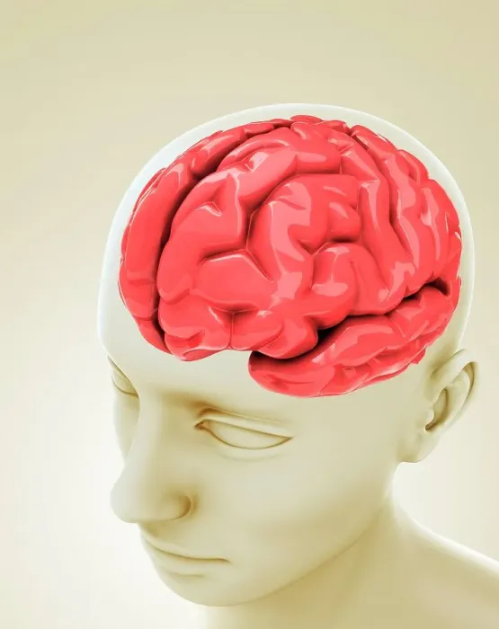 Framed Print : Human brain, artwork Framed Print : Human brain, artwork