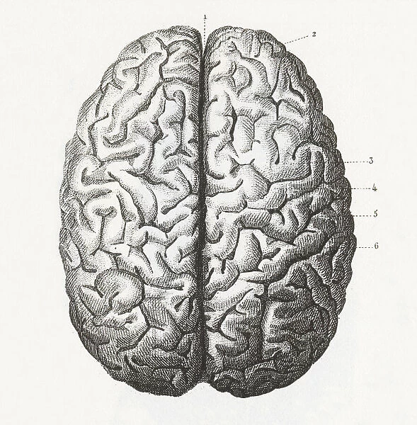 Human Brain Engraving