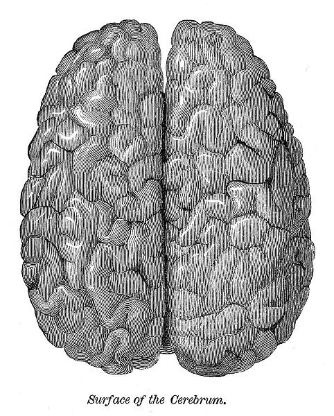 Human brain engraving anatomy 1872
