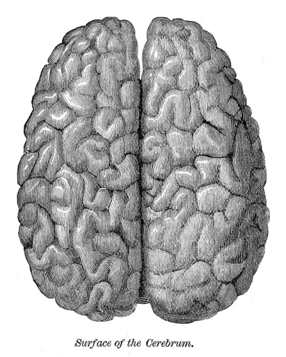 Framed Print : Human brain engraving anatomy 1872 Framed Print : Human brain engraving anatomy 1872