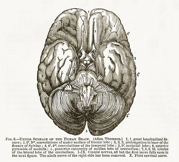 Human Brain Showing the Under Surface Engraved Illustration, Circa 1880
