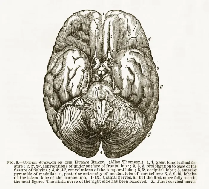 Framed Print : Human Brain Showing the Under Surface Engraved Illustration, Circa 1880 Framed Print : Human Brain Showing the Under Surface Engraved Illustration, Circa 1880