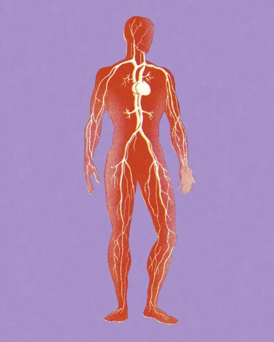 Framed Print : Human Circulatory System Framed Print : Human Circulatory System