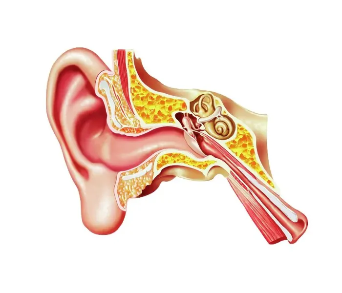 Framed Print : Human ear anatomy, artwork Framed Print : Human ear anatomy, artwork