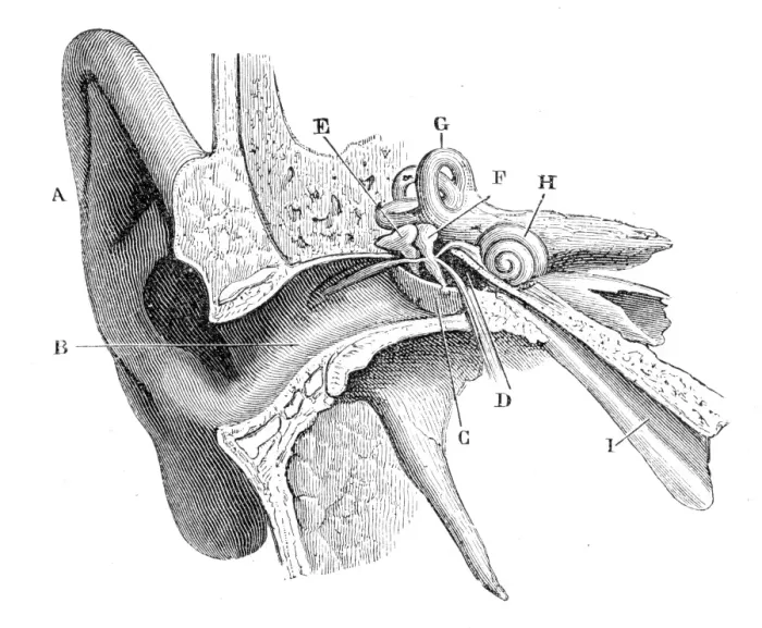 Framed Print : The human ear engraving 1888 Framed Print : The human ear engraving 1888