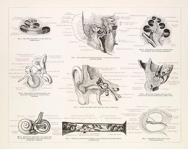 The human ear engraving 1896