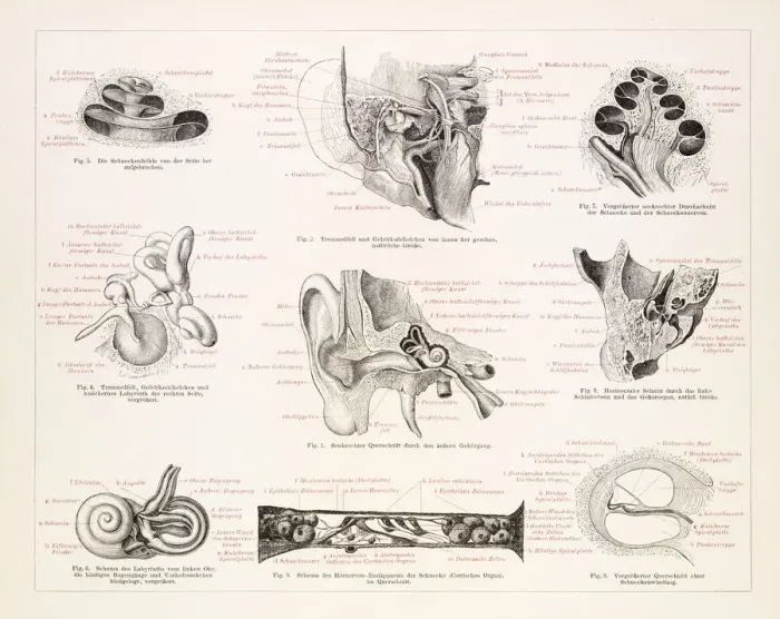 Framed Print : The human ear engraving 1896 Framed Print : The human ear engraving 1896